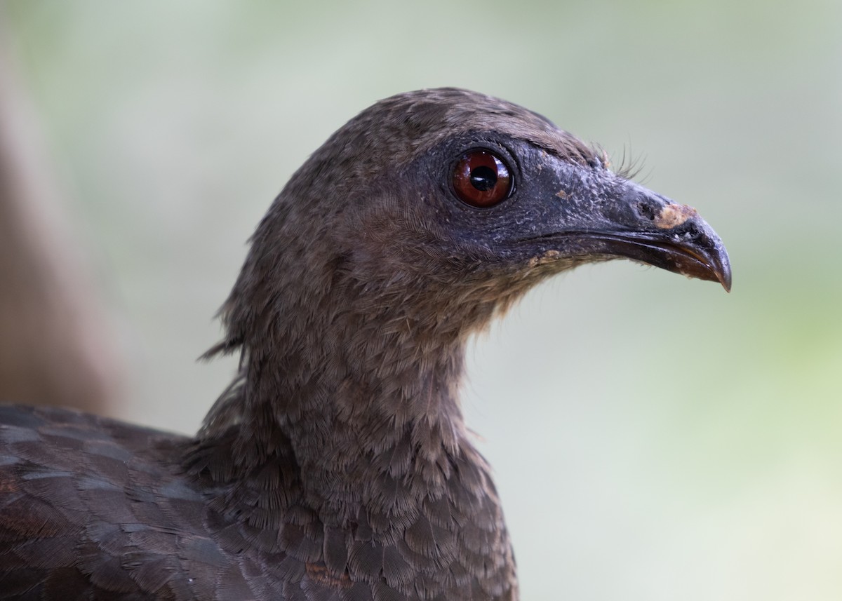 Sickle-winged Guan - ML613785826