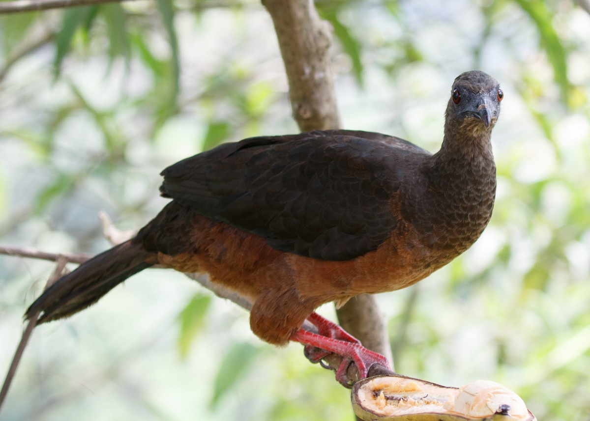 Sickle-winged Guan - ML613785827