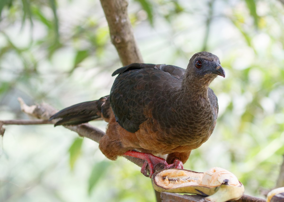 Sickle-winged Guan - ML613785828