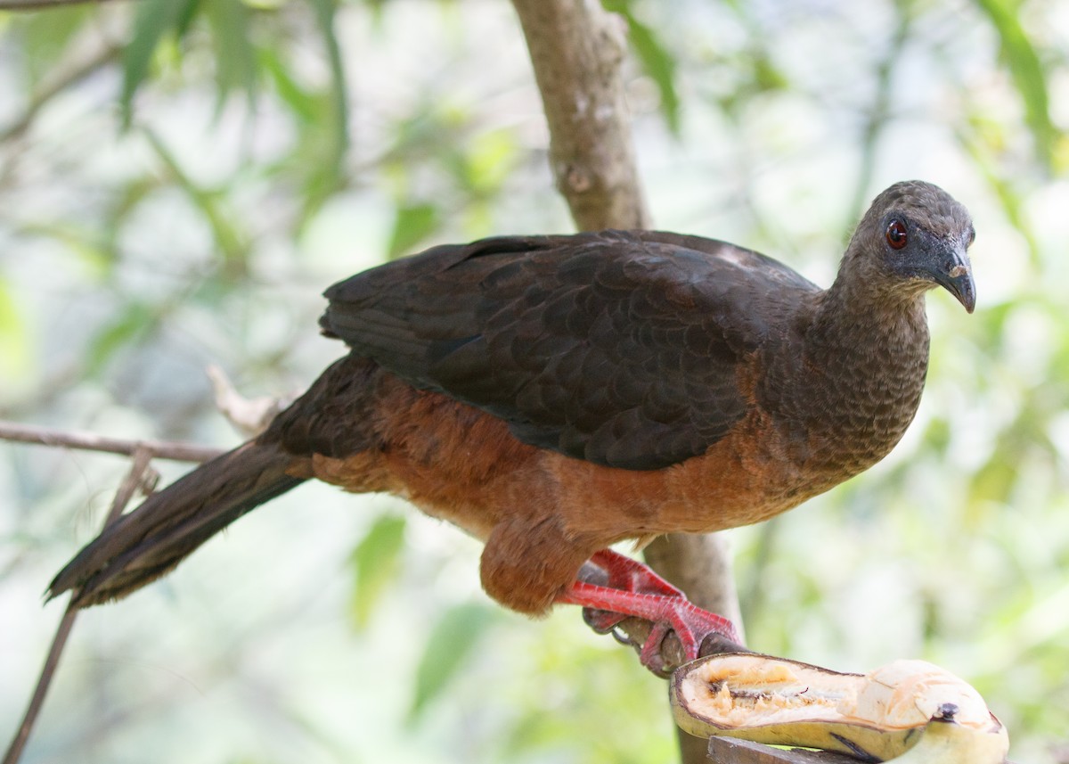 Sickle-winged Guan - ML613785829