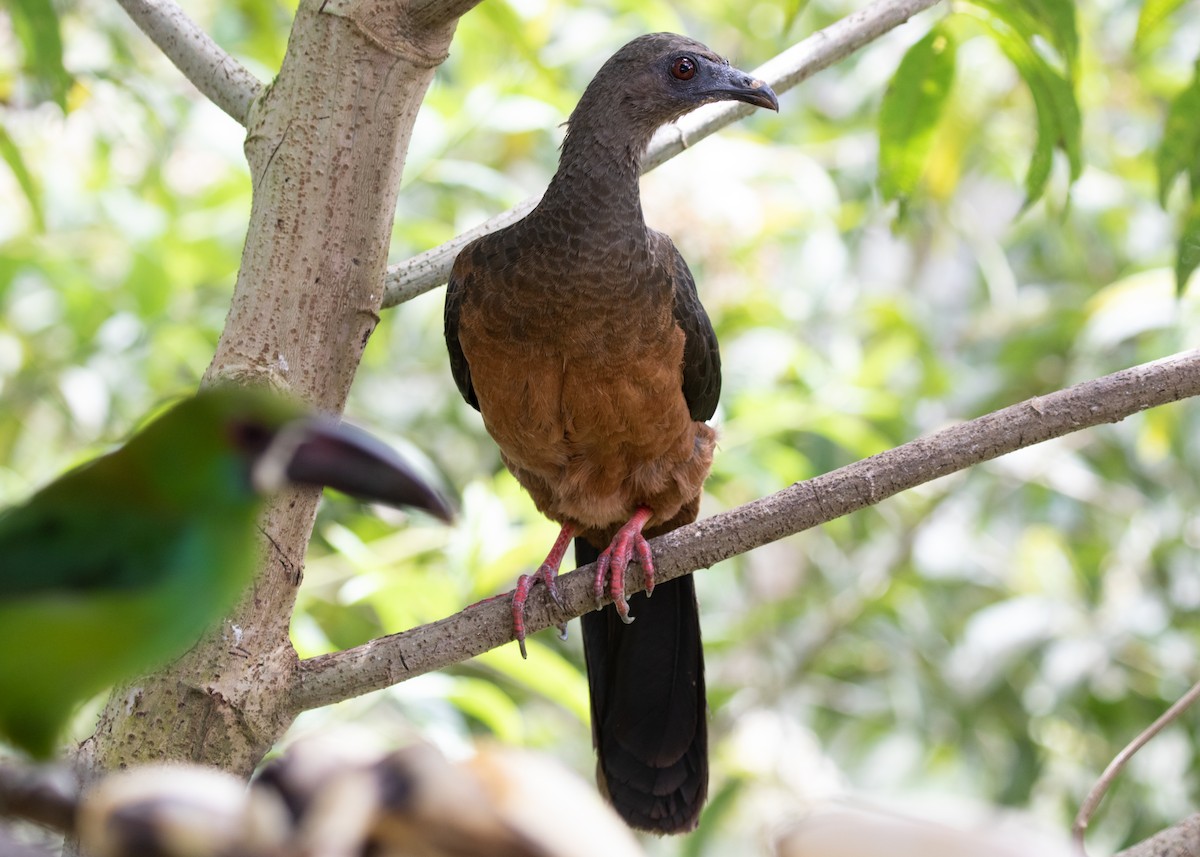 Sickle-winged Guan - ML613785830