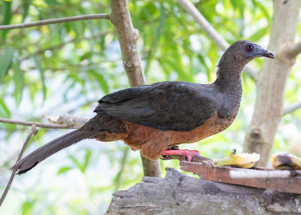 Sickle-winged Guan - ML613785832