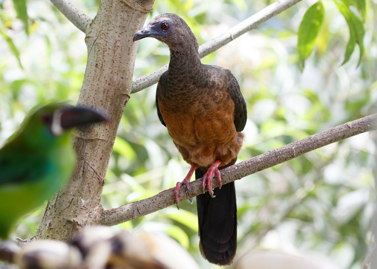 Sickle-winged Guan - ML613785833