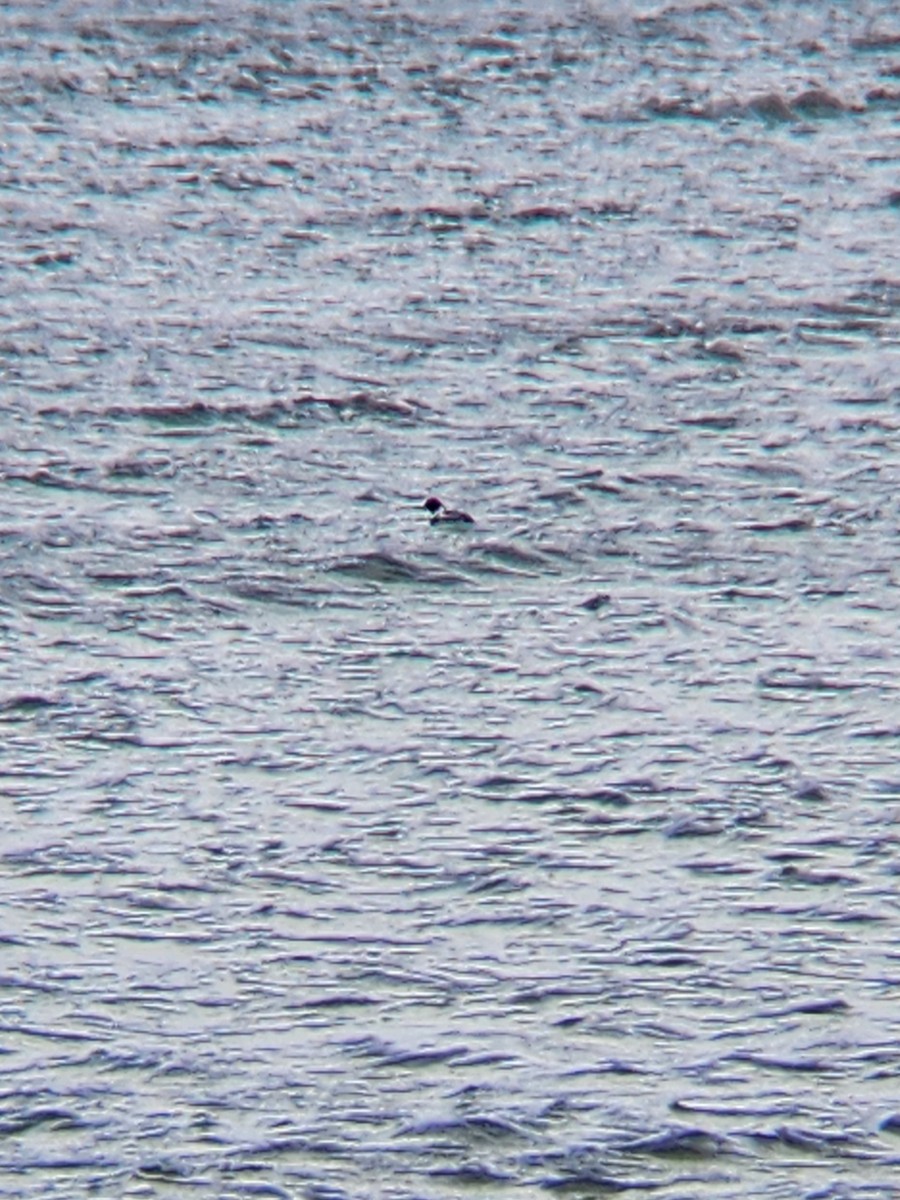 Red-breasted Merganser - Brandon Reed