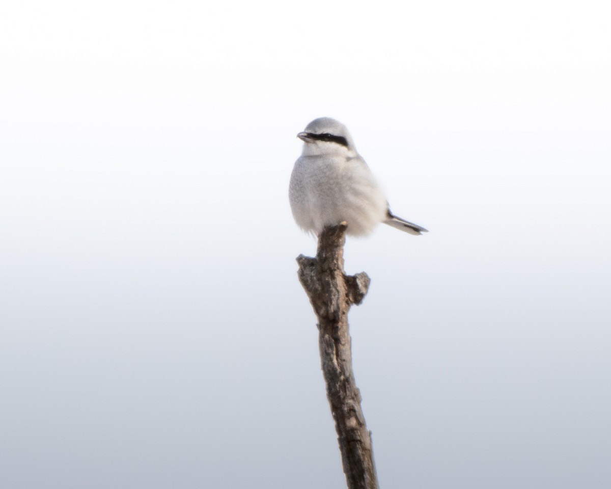 Northern Shrike - Jake Nafziger