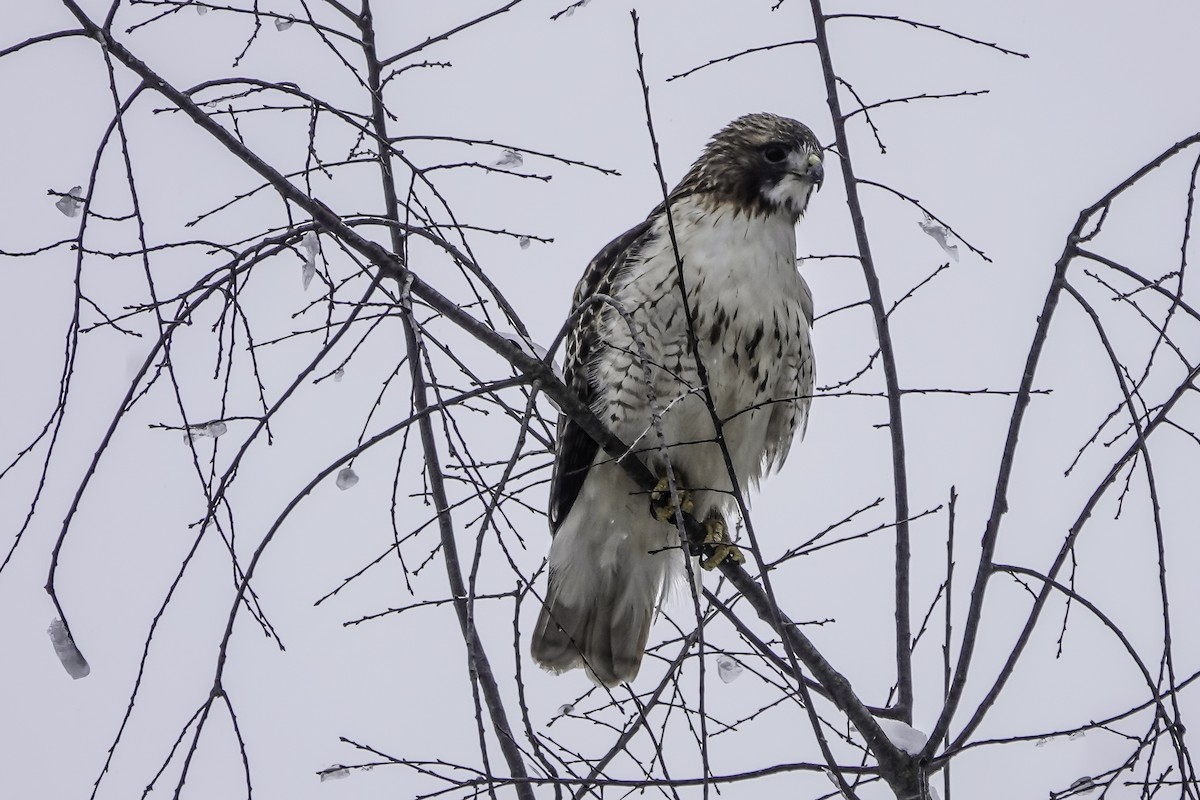 Red-tailed Hawk - ML613786036