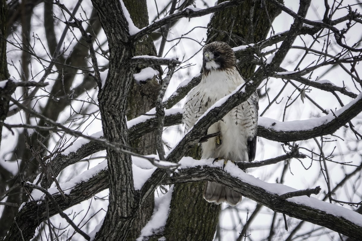 Red-tailed Hawk - ML613786037