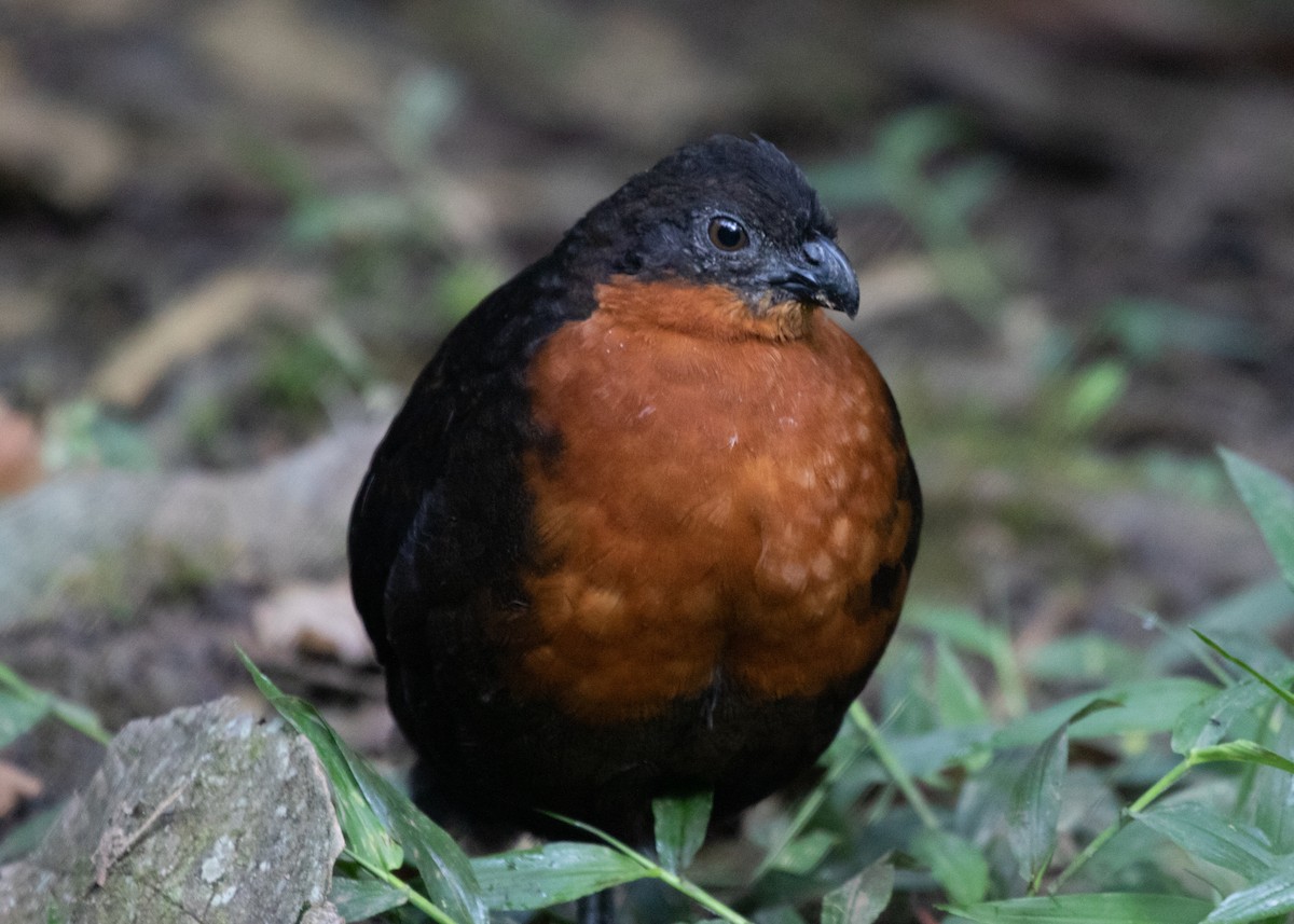 Dark-backed Wood-Quail - ML613786042