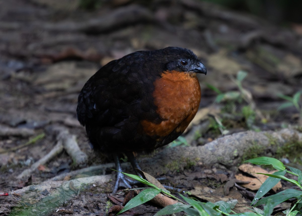 Dark-backed Wood-Quail - ML613786052