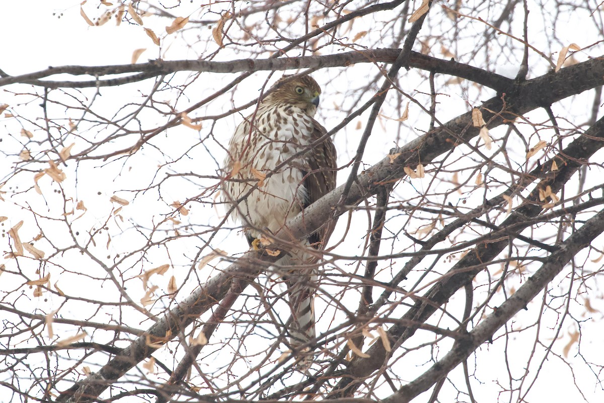 Cooper's Hawk - ML613786072