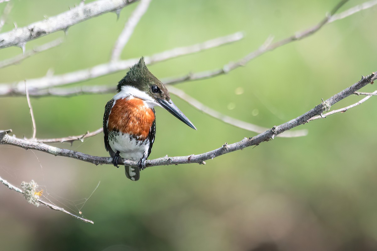 Green Kingfisher - Raphael Kurz -  Aves do Sul