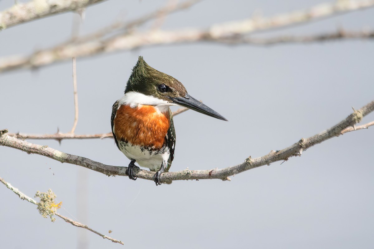 Green Kingfisher - Raphael Kurz -  Aves do Sul