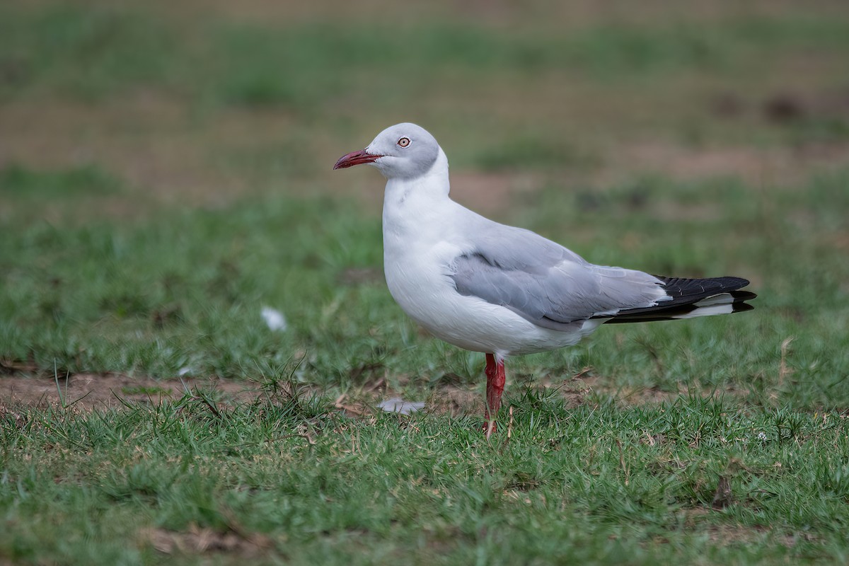 Gray-hooded Gull - Raphael Kurz -  Aves do Sul