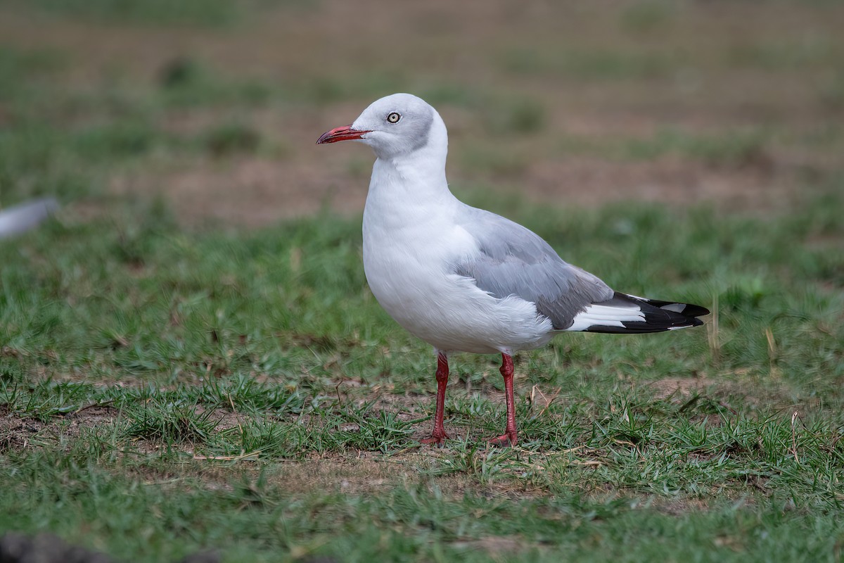 Gray-hooded Gull - Raphael Kurz -  Aves do Sul