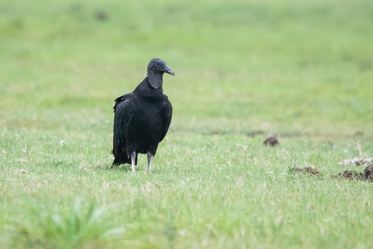 Black Vulture - Raphael Kurz -  Aves do Sul