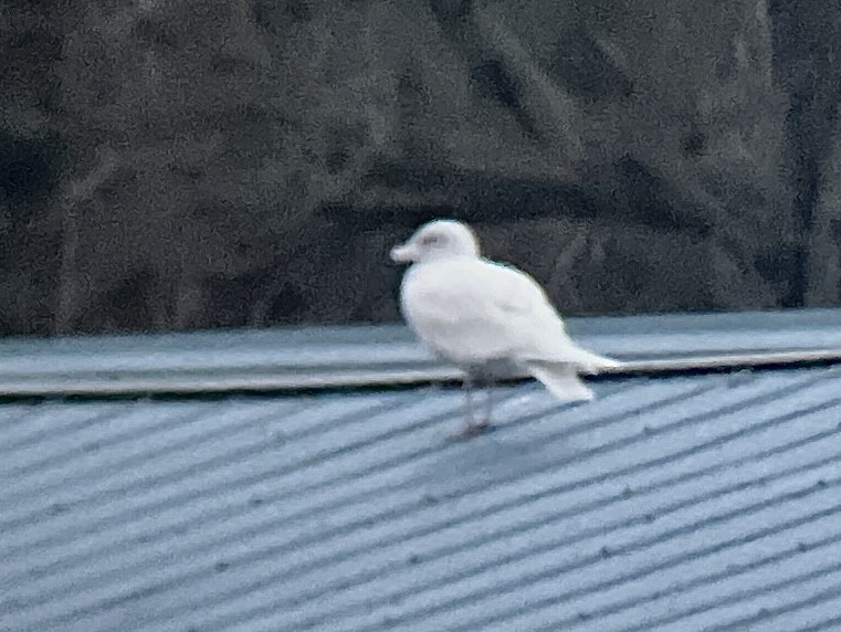 Glaucous Gull - ML613786244