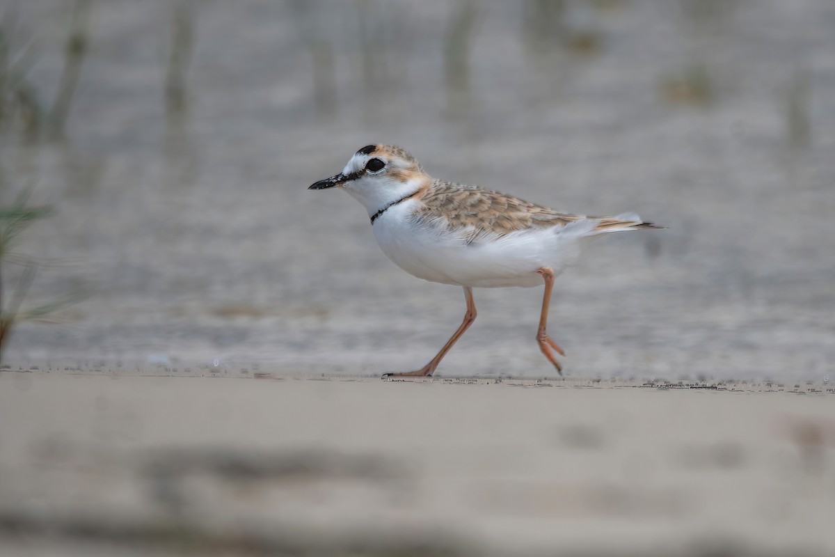Collared Plover - ML613786261