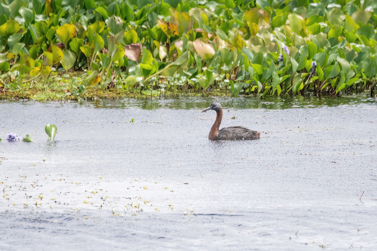 Great Grebe - Raphael Kurz -  Aves do Sul