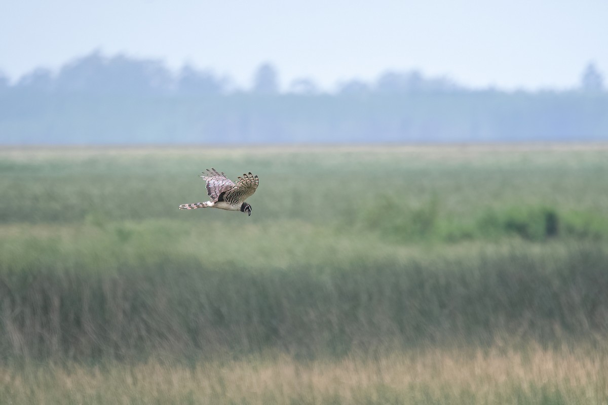 Long-winged Harrier - ML613786284