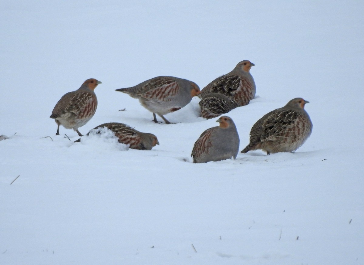 Gray Partridge - kas dumroese