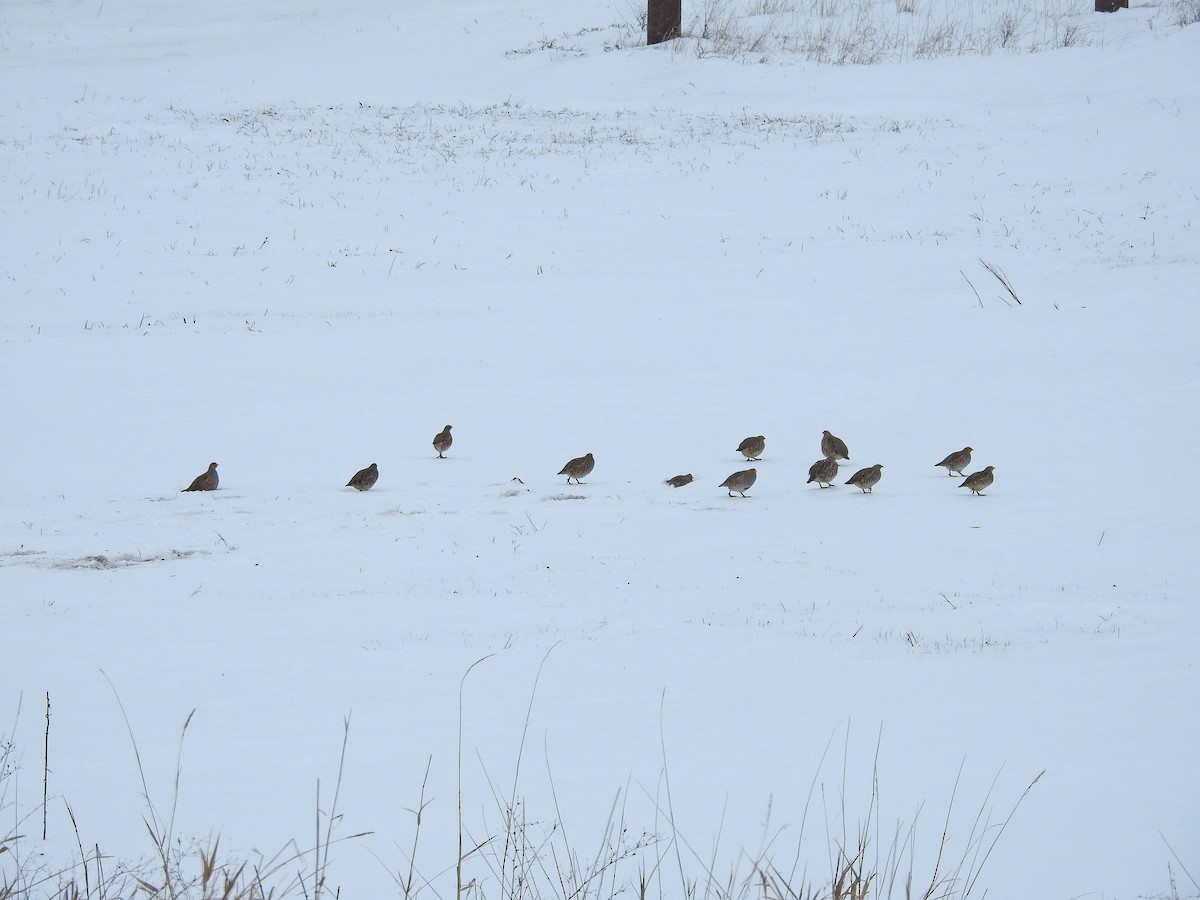 Gray Partridge - ML613786371