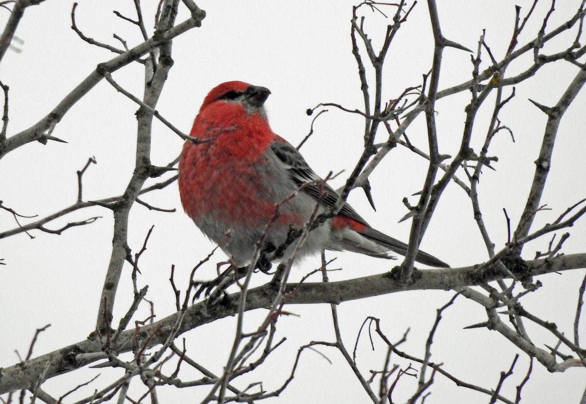 Pine Grosbeak - ML613786540