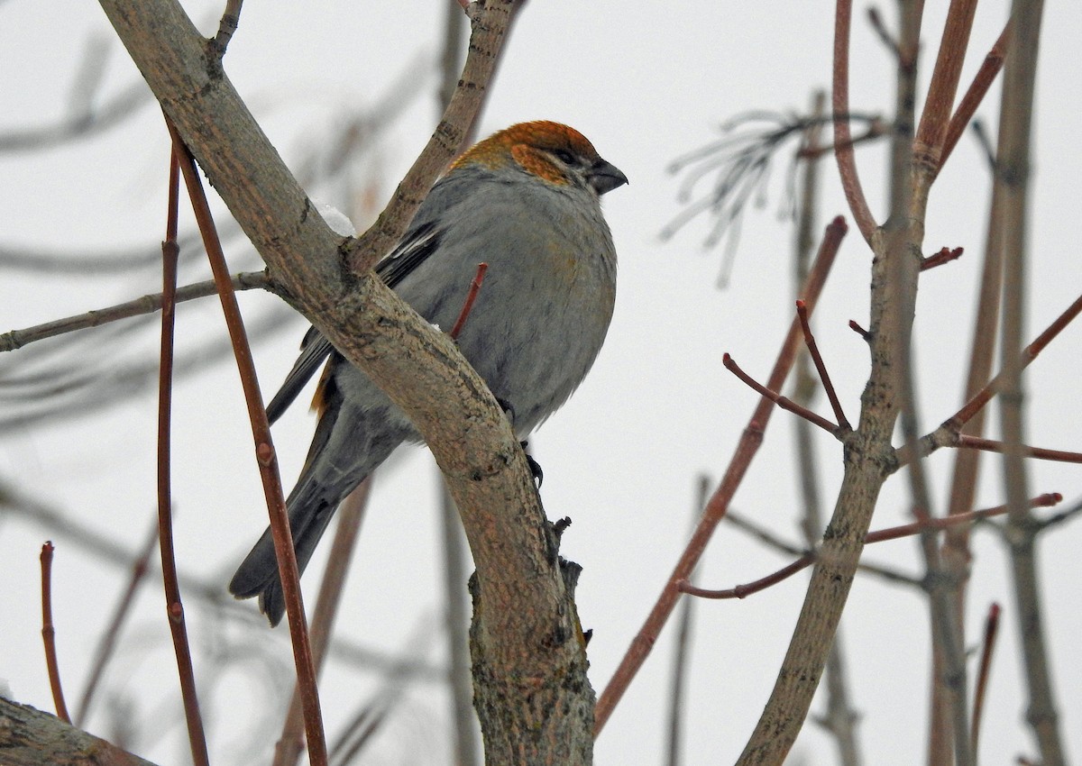 Pine Grosbeak - ML613786541