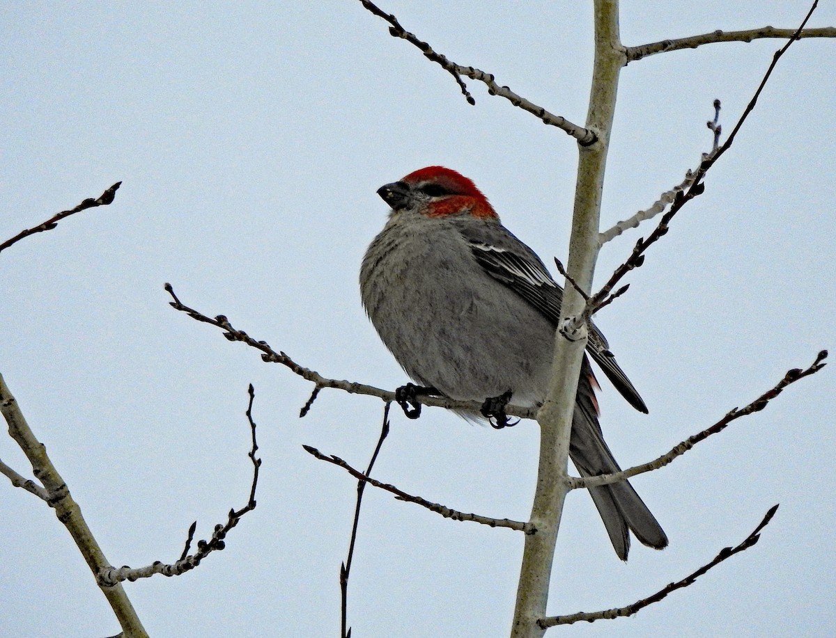 Pine Grosbeak - ML613786543