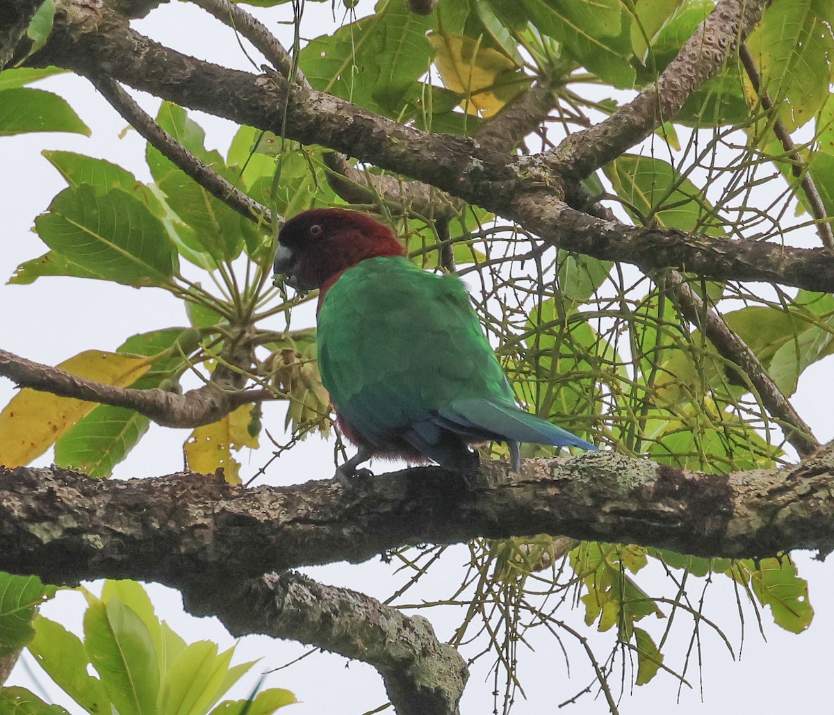Фиджийский попугай-арлекин - ML613786573