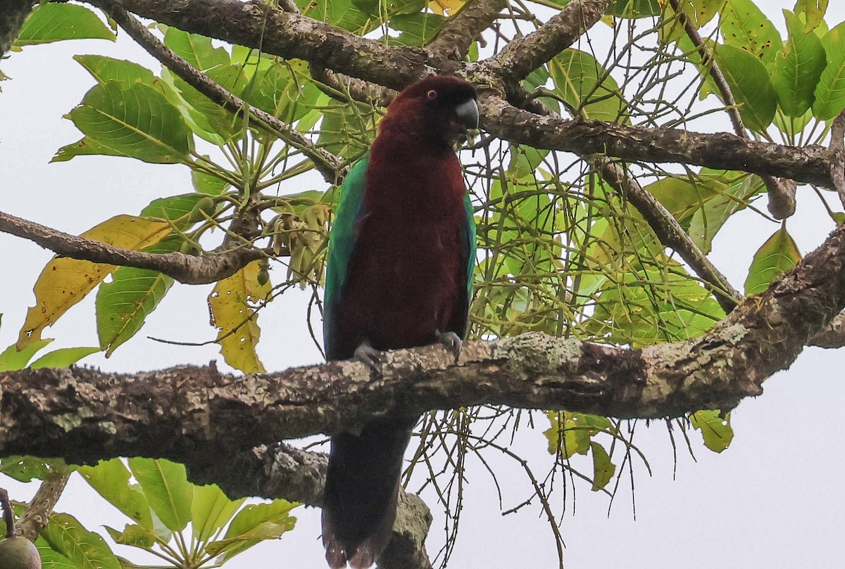 Фиджийский попугай-арлекин - ML613786575