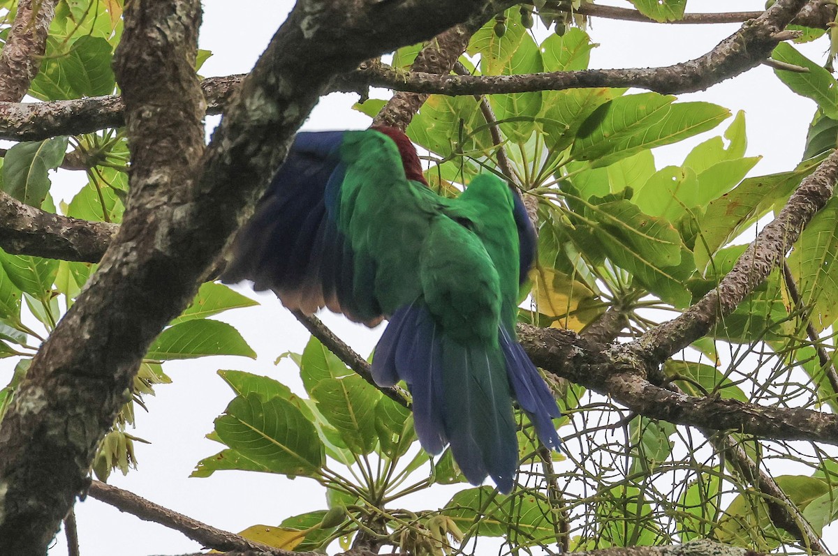 Фиджийский попугай-арлекин - ML613786578