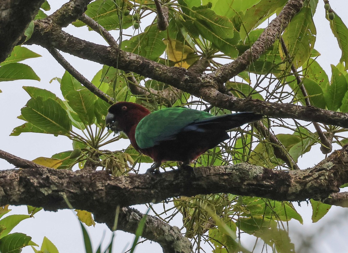 Red Shining-Parrot - ML613786579