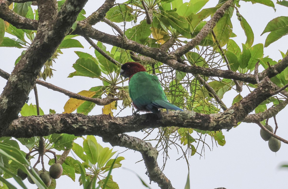 Фиджийский попугай-арлекин - ML613786581