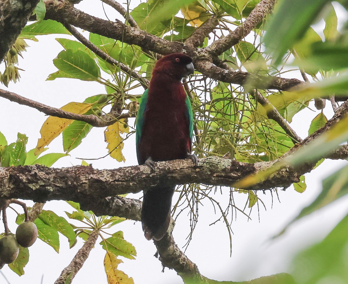 Фиджийский попугай-арлекин - ML613786582