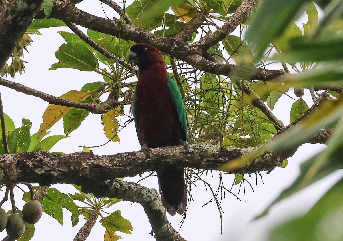 Фиджийский попугай-арлекин - ML613786583