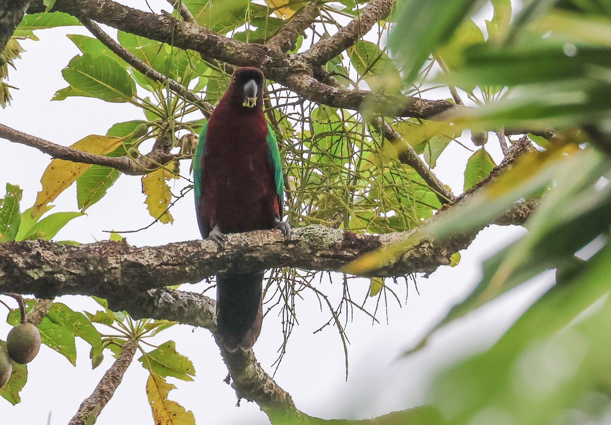 Red Shining-Parrot - ML613786584