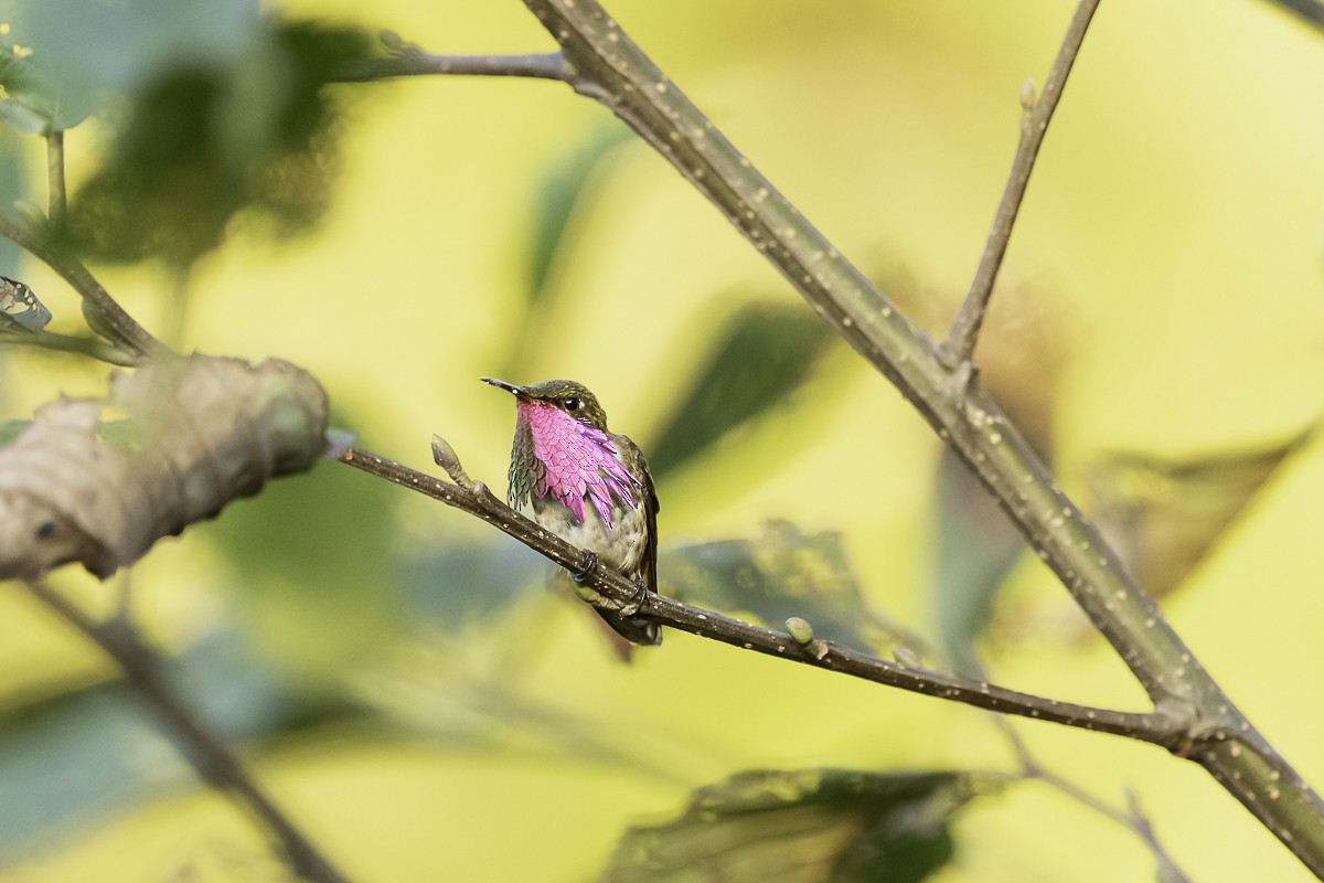 Wine-throated Hummingbird - ML613786604