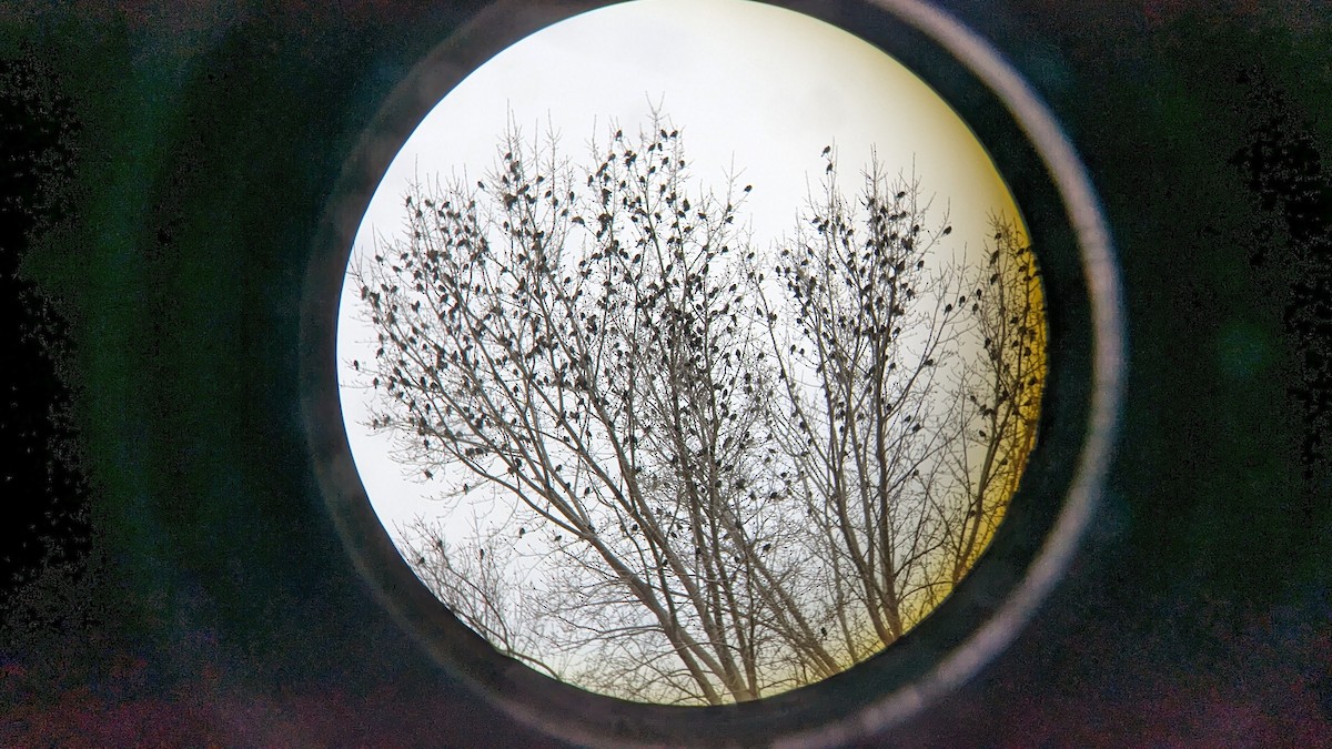 Red-winged Blackbird - Roger Schroeder