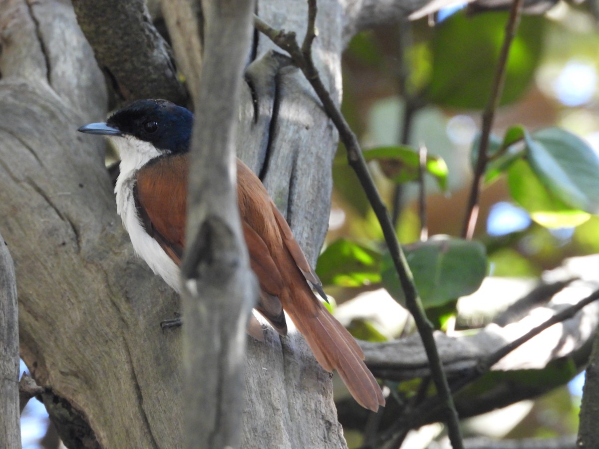 Shining Flycatcher - ML613786687