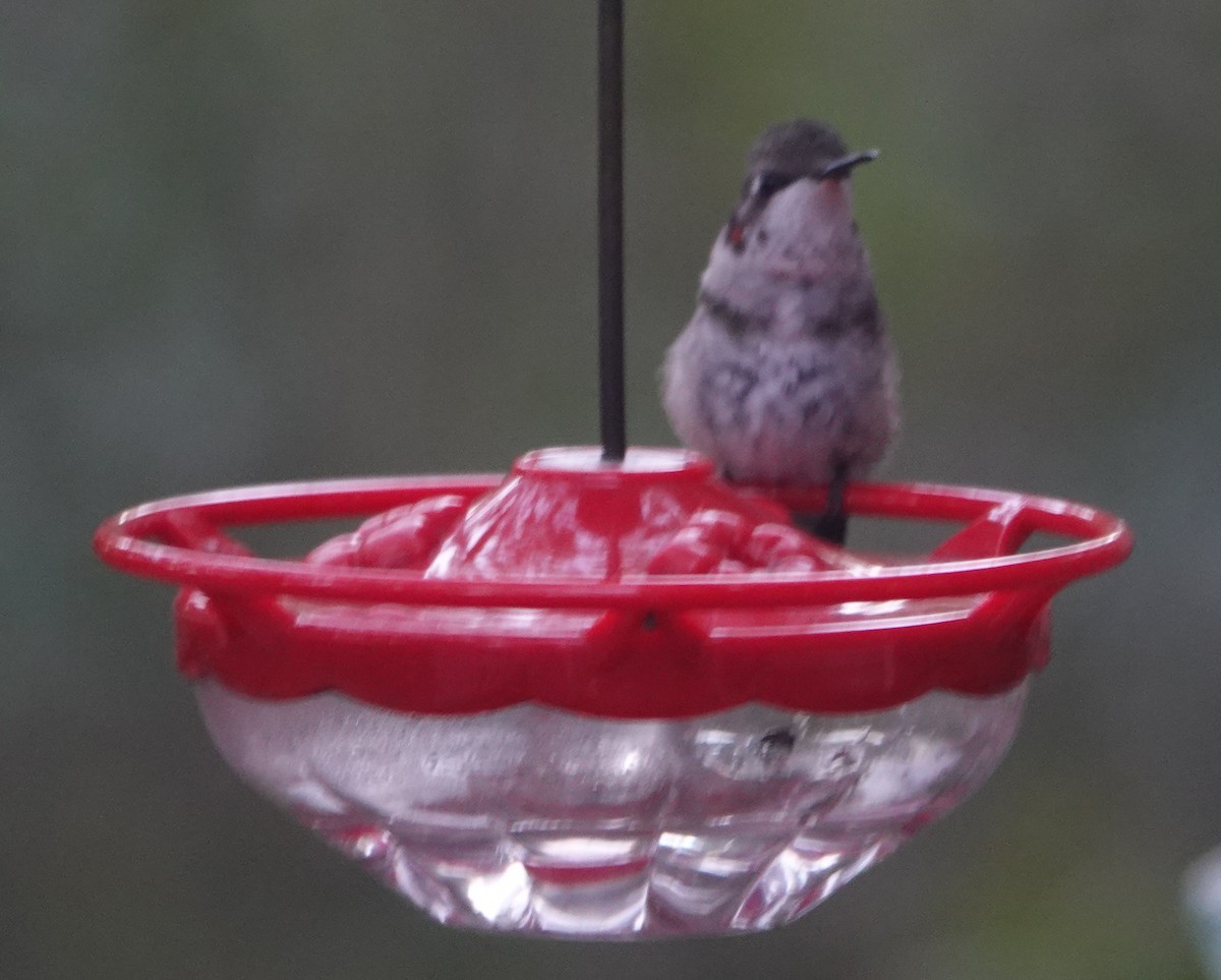 Ruby-throated Hummingbird - ML613786713