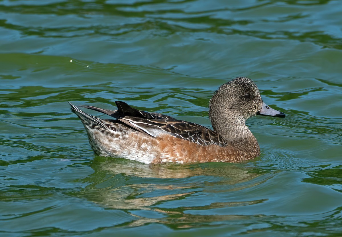 American Wigeon - ML613786716