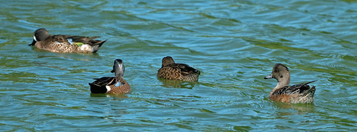 American Wigeon - ML613786717
