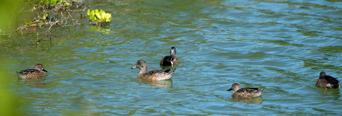 American Wigeon - ML613786718