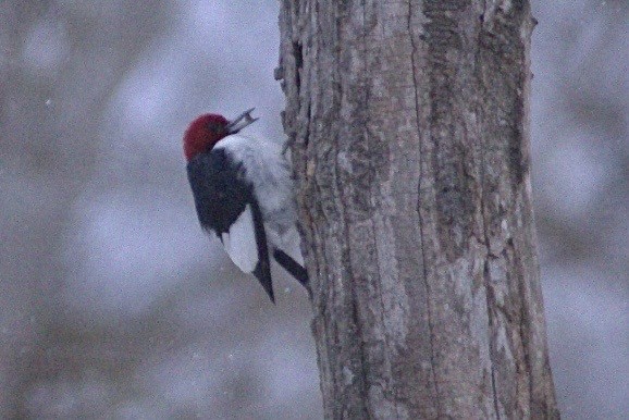 Red-headed Woodpecker - ML613786754