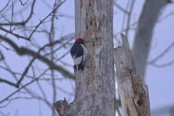Red-headed Woodpecker - ML613786755