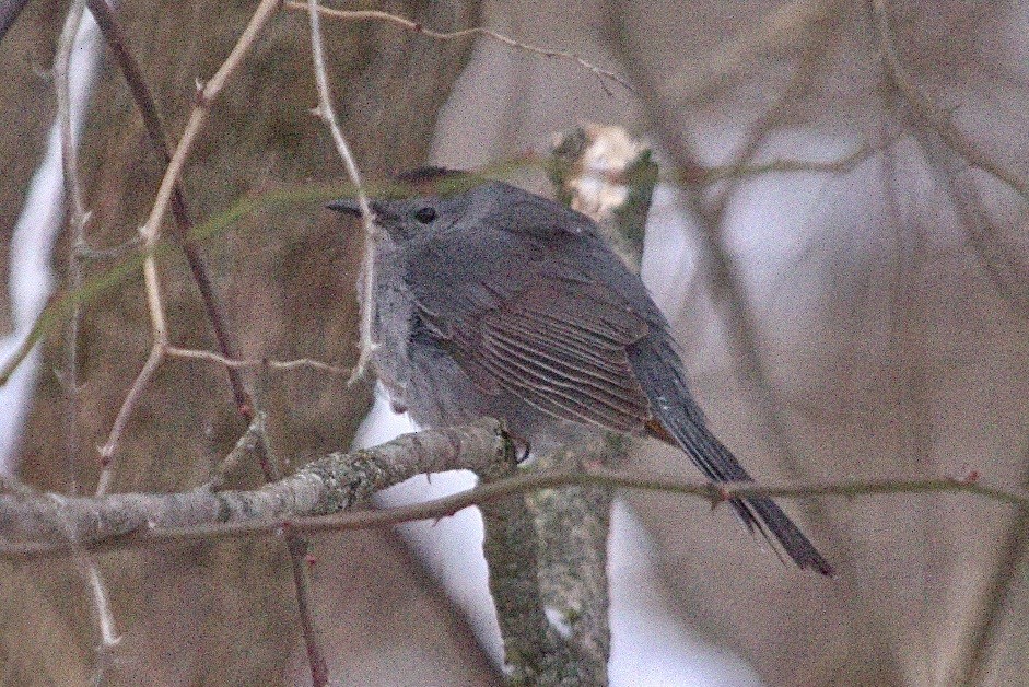 Gray Catbird - ML613786815