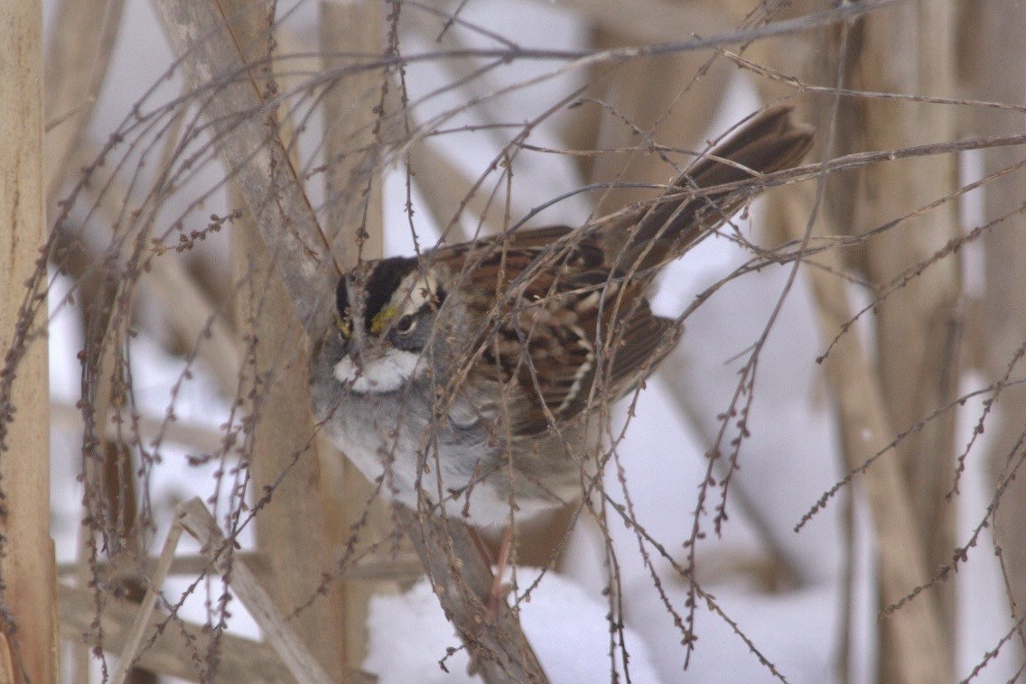 White-throated Sparrow - ML613786836