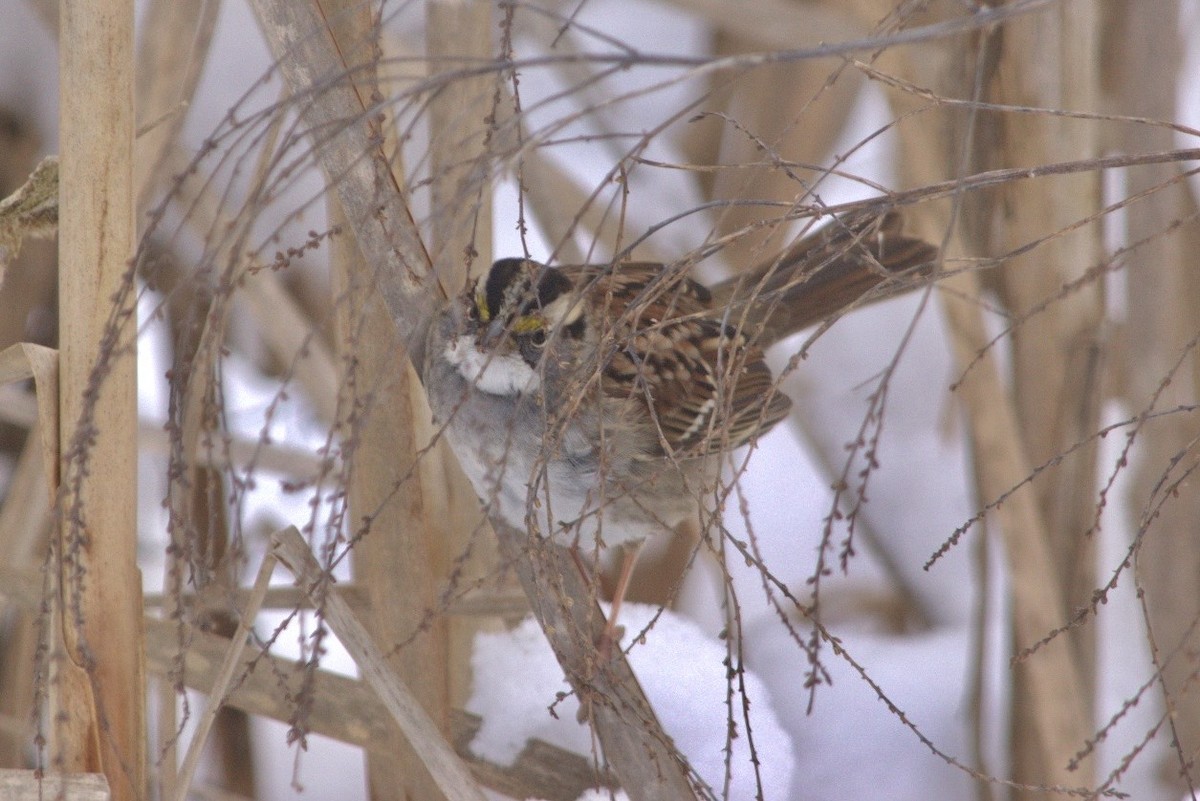 White-throated Sparrow - ML613786837