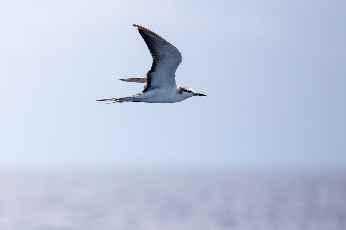 Bridled Tern - ML613786908