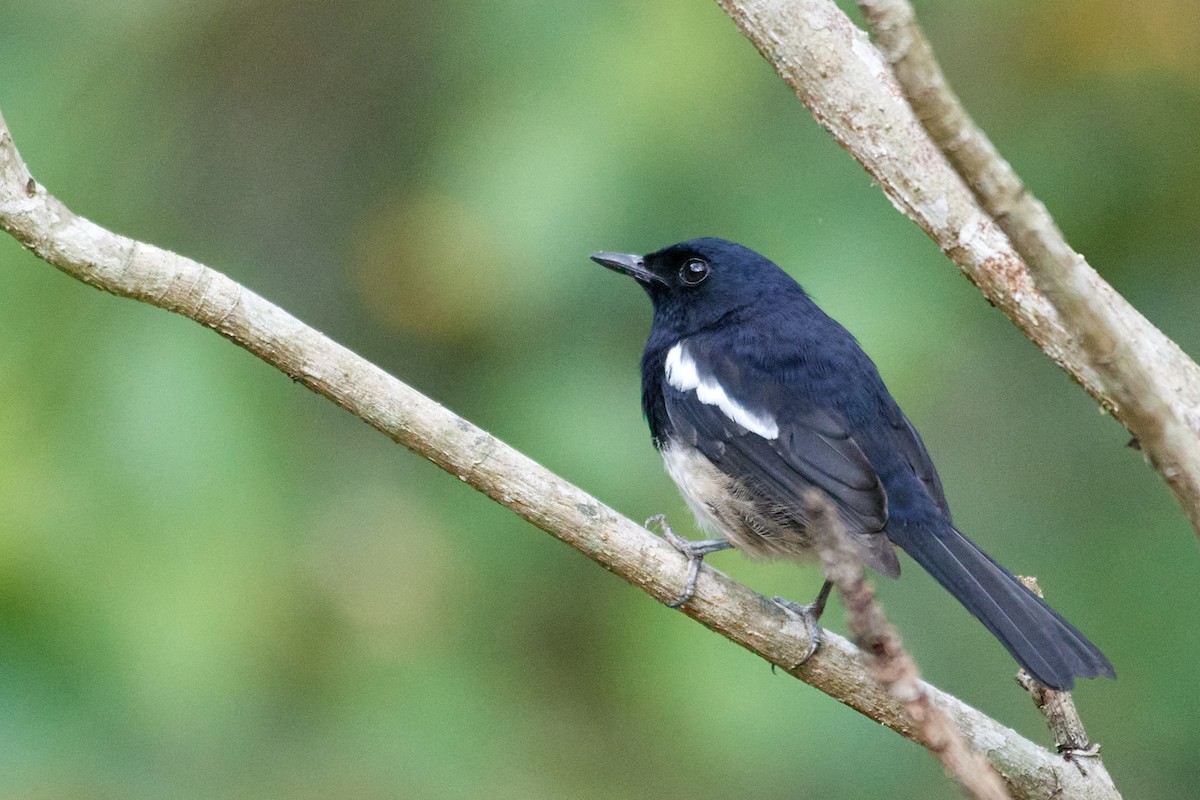 Madagascar Magpie-Robin - ML613786927